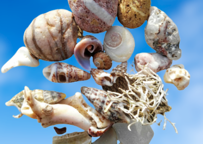 Stones & Seashells