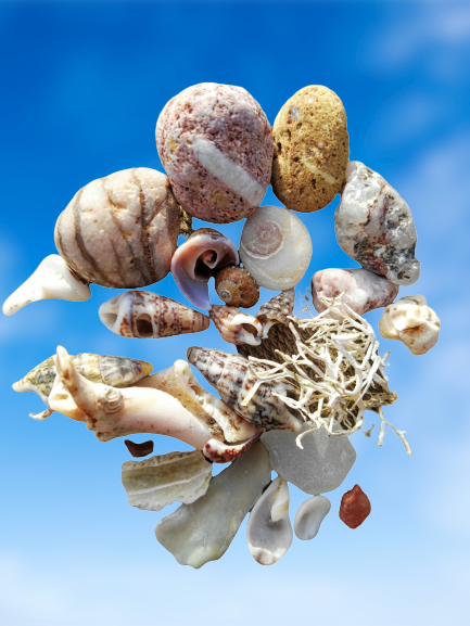 Stones & Seashells